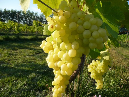 Uva - Uva Sublima Seedless